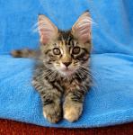  Sle�na Tina