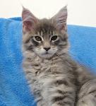  Tigr�k Aramis