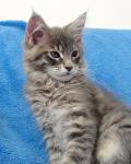  Sochovac� tigr�k