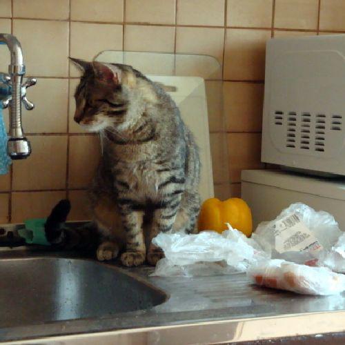 Nejnov�j�� fotka:  A jsem tu!