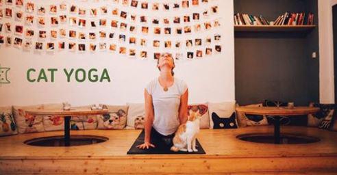 Cat Yoga 16 a 17 v Pelku - 4. nora 2018