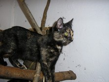 �elvovinov� ko�i�ka