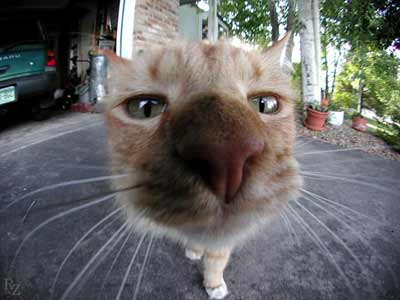 Nosy
