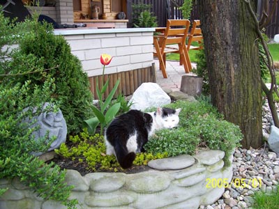 Micinka prvn: Tak to sem j u ns na zahrad!