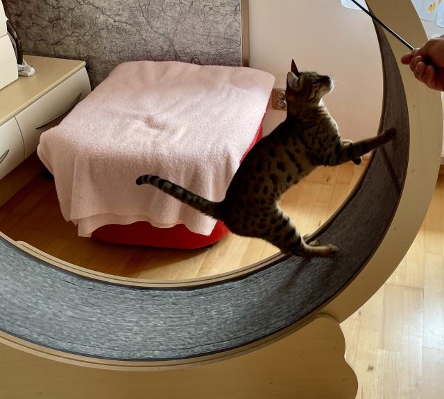 Hop a skok&#128568;