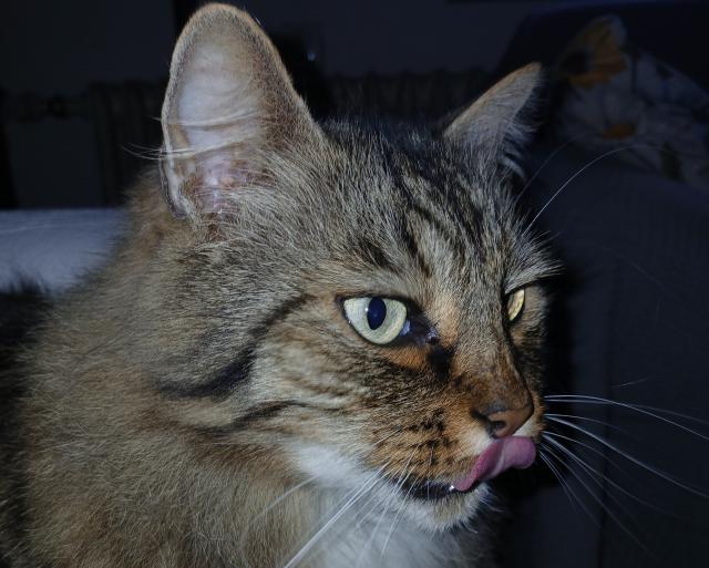 Mm nov konzervy a to je dobrota &#128571;