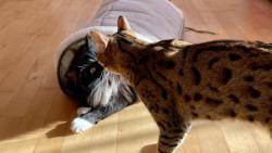 Macíku, pusinku 💋 😸