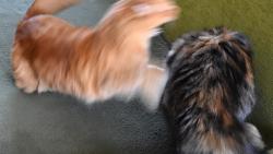 Pomóóóóc, jde po mně duch.