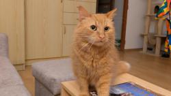 Dlouho jsem tu nebyl - chyběl jsem Vám?