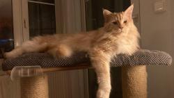 ...pan vrchní asistent .))