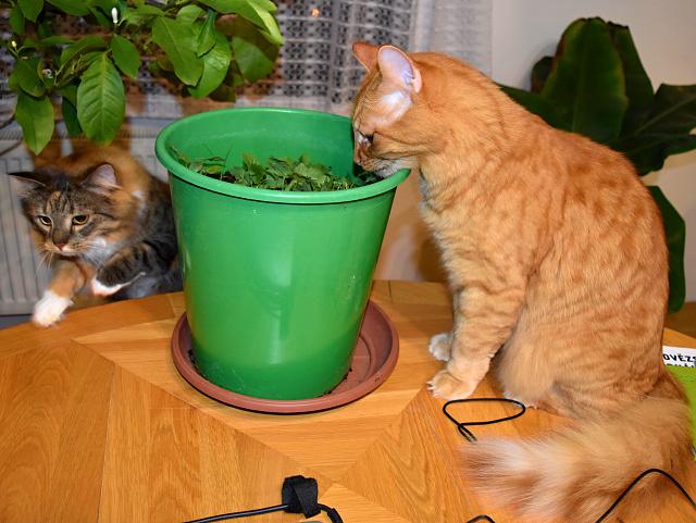 Renata pinesla nco ze zahrady. Jenda u to ochutnv, skom se taky kouknout.