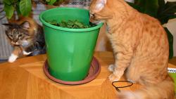 1/3 Renata přinesla něco ze zahrady. Jenda už to ochutnává, skočím se taky kouknout.