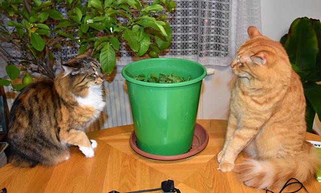 2/3 Jendo to je malik anta, jestli ji celou seere u te. tak ti jednu plcnu.