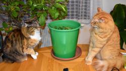 2/3 Jendo to je maličká šanta, jestli ji celou sežereš už teď, tak ti jednu plácnu.