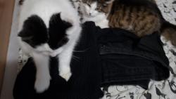 Taky jsme tu dlouho nebyli ... panička se neuměla přihlásit.