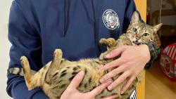 Pomc, byla jsem lapena!!!