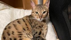 Jsem prý puntíkatá můra. Tsss!