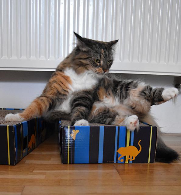 1/3 Te moc nechodm ven, tak si musm zacviit doma. Nejdv prothnu vechny konetiny.