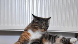 1/3 Te moc nechodm ven, tak si musm zacviit doma. Nejdv prothnu vechny konetiny.