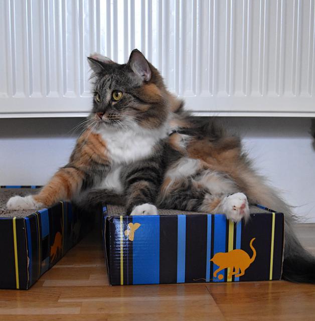 2/3 Pak si jednu zadn tlapu strm za krk.