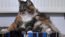 2/3 Pak si jednu zadn tlapu strm za krk.