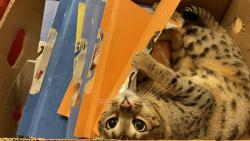 Bude za mě archivářka 📑😸( naštěstí jsem se nepustila do skartace, to bych prý měla letecký den, nebo něco takového ječela panička, když mě v těch spisech nachytala)