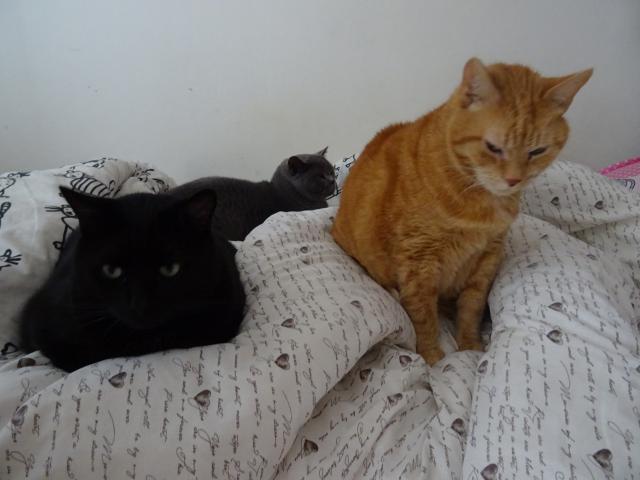 T�i kocou�i v pe�in�ch.