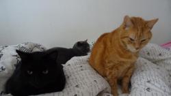 T�i kocou�i v pe�in�ch.