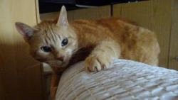 ��d�m jako torn�do.