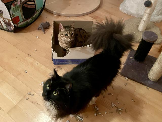 J� bych taky cht�l do krabice a fakt bych j� netrhal jako ta m�ra punt�kat�. Koukej jak to vyhryzala!!!