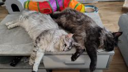 Synchronizovan� le�en�