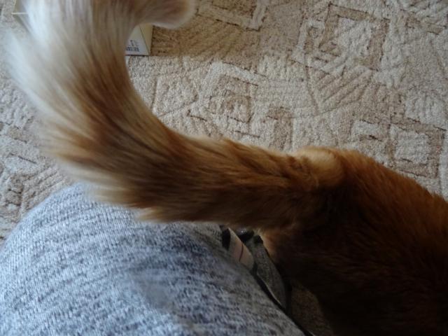 N�kdo zazvonil a mn� se hned naje�il ocas.