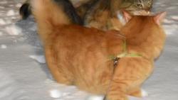 Jane, sice u� n�m tro�ku sn�hu p�ipadlo, ale �olinka a Mac�k ho maj� asi po��d daleko v�c.