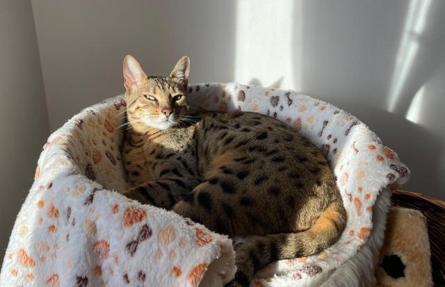 K���lovnou jsem j���� :-)