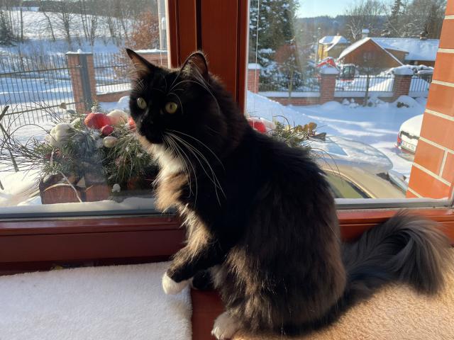 Podobnost s �ernou veverkou je �ist� n�hodn� :-))))