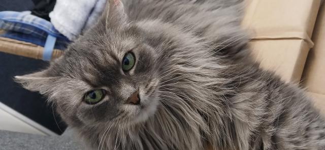 Furt tam je�t� sn��?