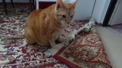 Co s t�m kobercem ud�l�m ?