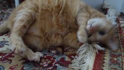 M�j milovan� kobere�ku....