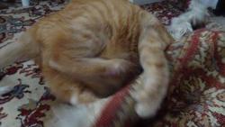 ...j� t� asi p�eperu.