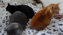 Jak je zima, tak n�m ani nevad�, �e sp�me v�ichni v jedn� posteli. Tul�me se k sob�, jak to jenom jde.