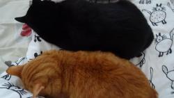 No co by tak Lojza asi mohl vid�t, p�ece dva hodn� kocourky, jak spolu spinkaj�.