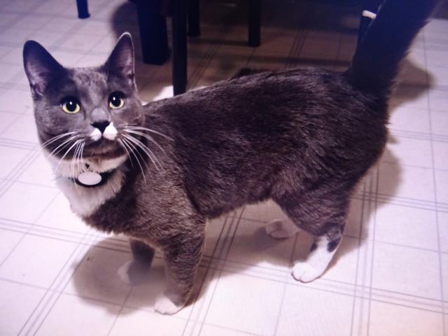 Nugget : Ale taky um�m b�t hodn� kocourek.