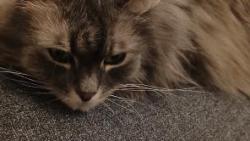 2/ Zas mi ta nas��kovan� potvora uzmula novou krabici....