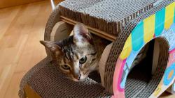 ��kal n�kdo, �e chce sv�zt?