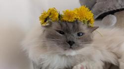 Pani�ka mi upletla v�ne�ek z pampelisek 🙂