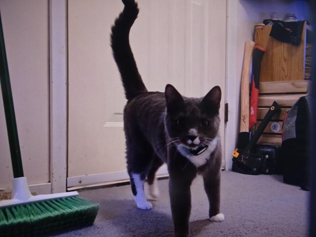 Nugget :Tak se mi zd�lo, �e jsem zaslechnul �ustit s��ek s mlskama.