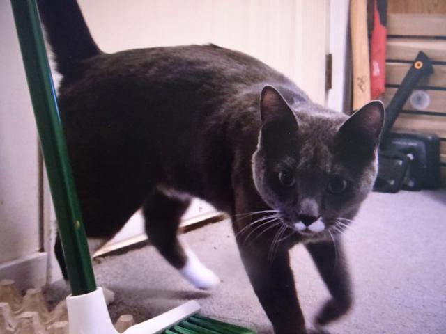 Nugget :To nebyl s��ek s dobr�tkama, to byla pap�rov� my�ka. My si budeme hr�t ? Jsem pro. Ale potom bych prosil tu dobr�tku.