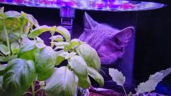 Nugget : kontroluju, jak se da�� m� zahr�dce. Vypad� to, �e sv�tlo pom�h� a �roda bude.