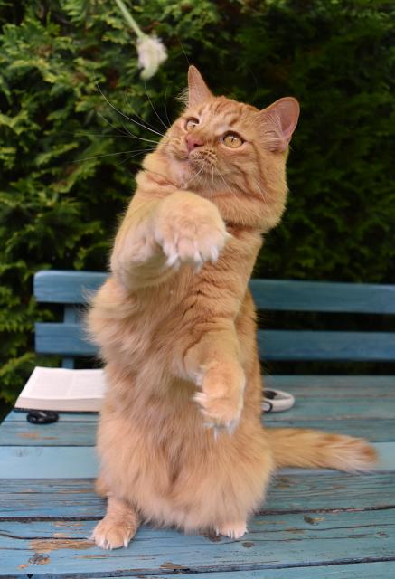 2/4 Jednou jsem pinknul do cvi�ebn� pom�cky.