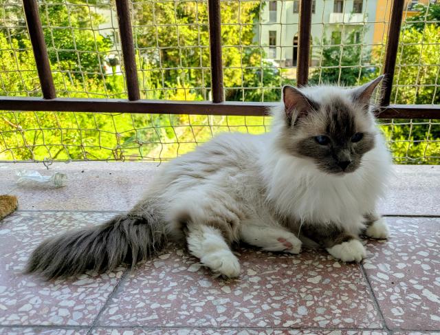 Pros�m, dr�te mi palce! U� m�s�c se se mnou pani�ka tr�p�, m�m n�jakou bouli na oc�sku! U� m�m za sebou rentgen, desetidenni antibiotika a t�den injekc� na vst�eb�v�n� otok�, kter� mi pani�ka ka�d� den p�chala. V �ter� jdu pod nark�zu na biopsii, aby zjistili, jestli mi m�j oc�sek nechaj�, nebo o n�j p�ijdu...